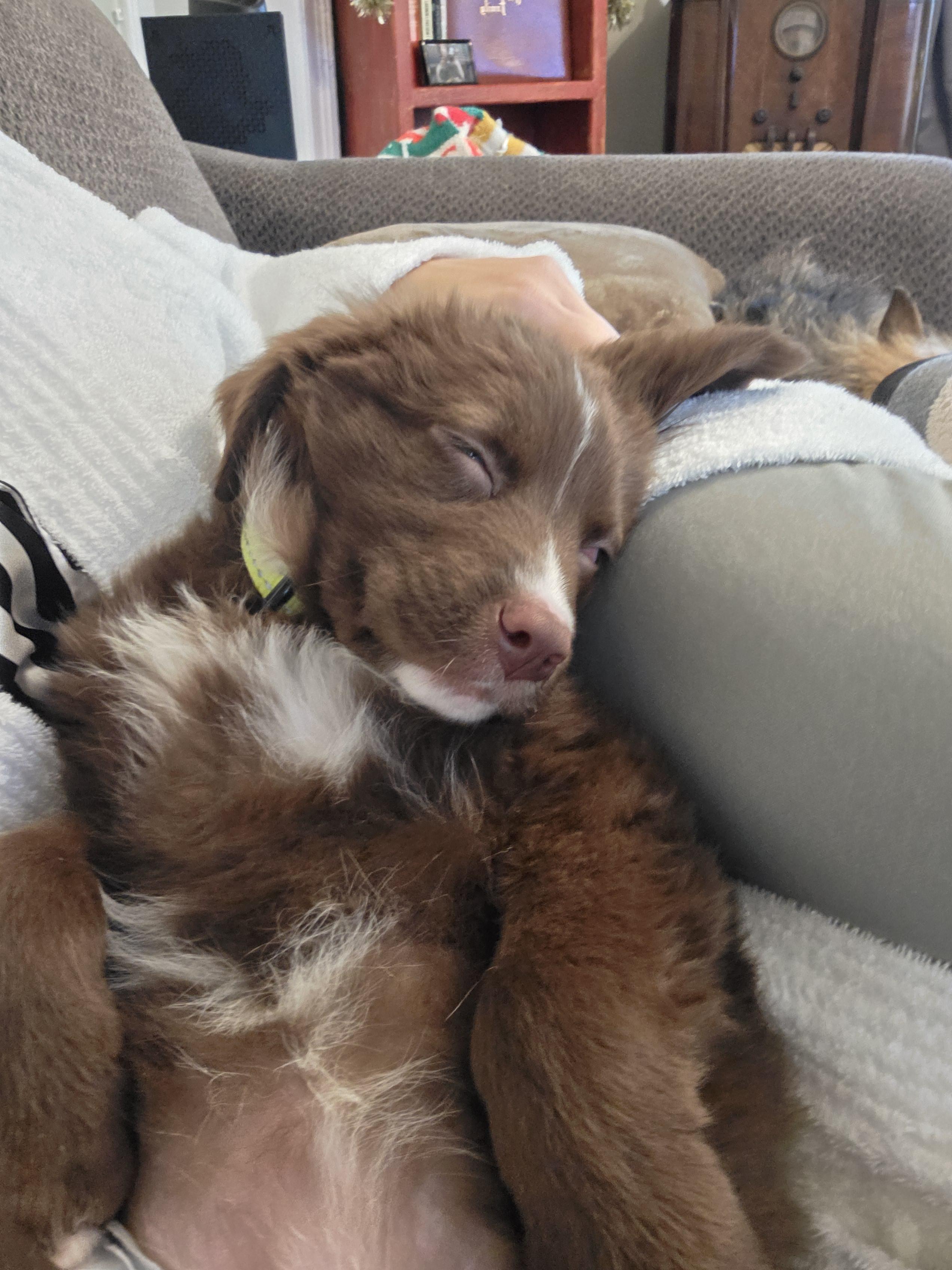 Enlarge Dakota, a Adopted mixed breed in Troy, MI image 5/6