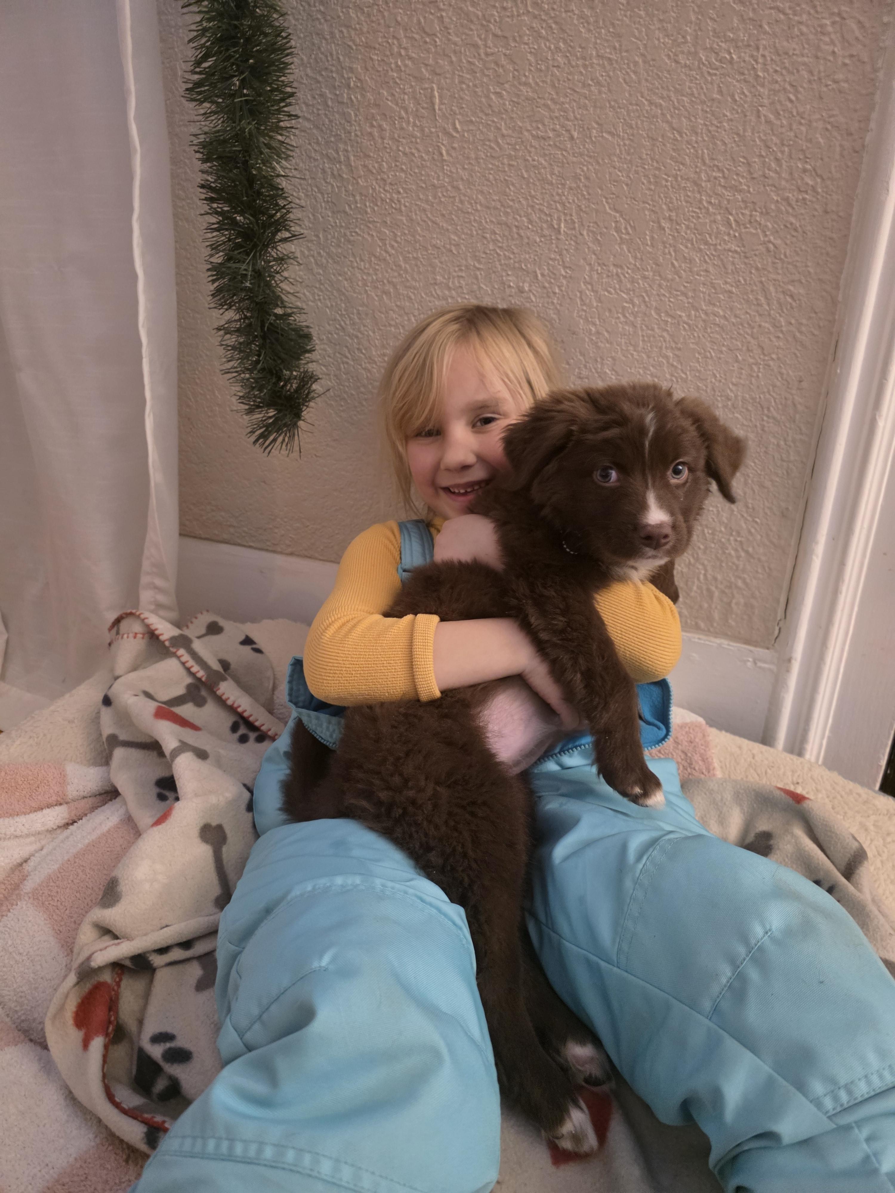 Enlarge Dakota, a Adopted mixed breed in Troy, MI image 6/6