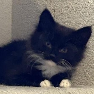 Sparky, an adopted Domestic Short Hair in Shingletown, CA image 1/3