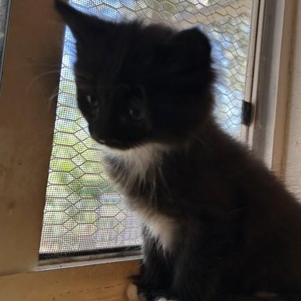 Sparky, an adopted Domestic Short Hair in Shingletown, CA image 2/3