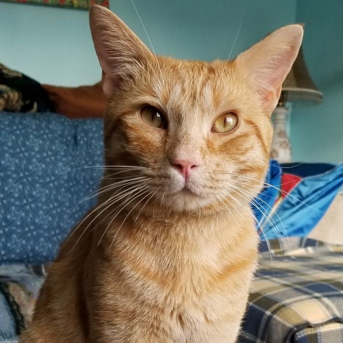 Enlarge Simon, a Adoptable Domestic Short Hair in Eureka, CA image 1/13