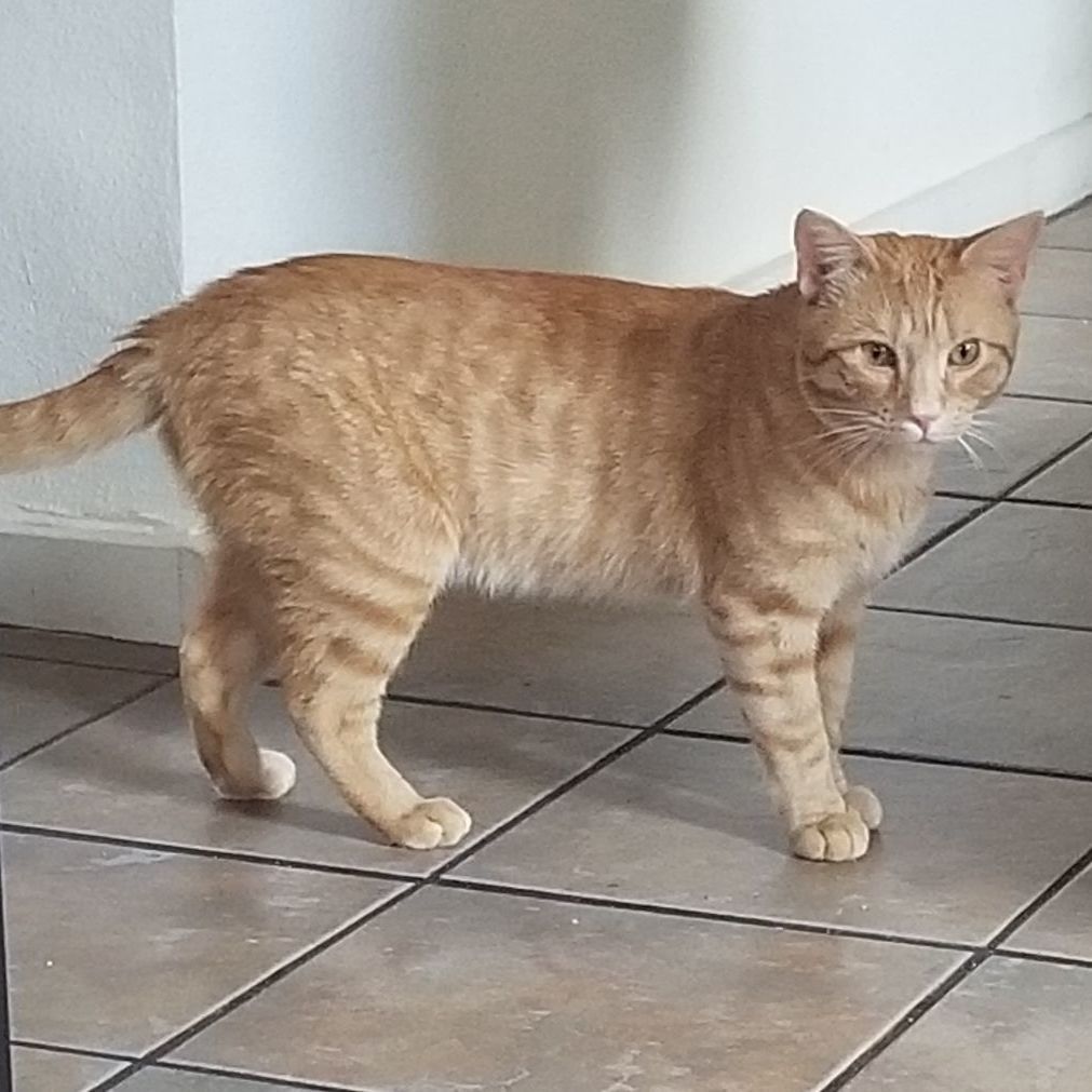 Enlarge Simon, a Adoptable Domestic Short Hair in Eureka, CA image 2/13