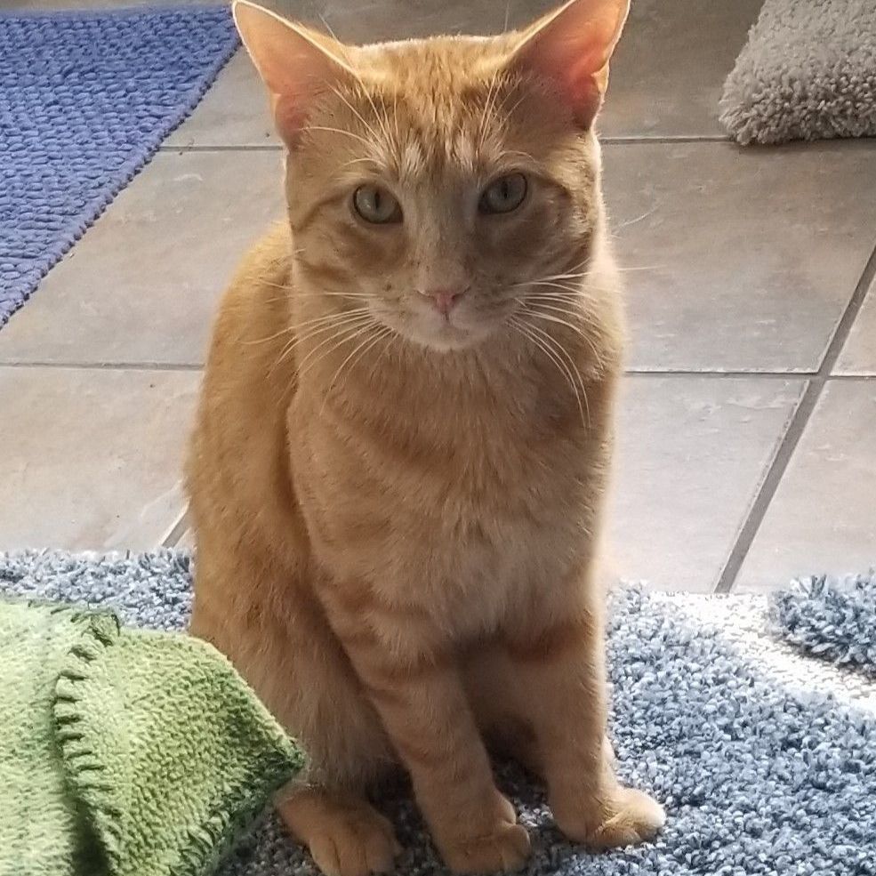 Enlarge Simon, a Adoptable Domestic Short Hair in Eureka, CA image 3/13