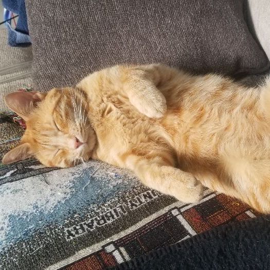 Enlarge Simon, a Adoptable Domestic Short Hair in Eureka, CA image 4/13