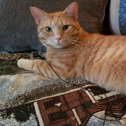 Enlarge Simon, a Adoptable Domestic Short Hair in Eureka, CA image 5/13