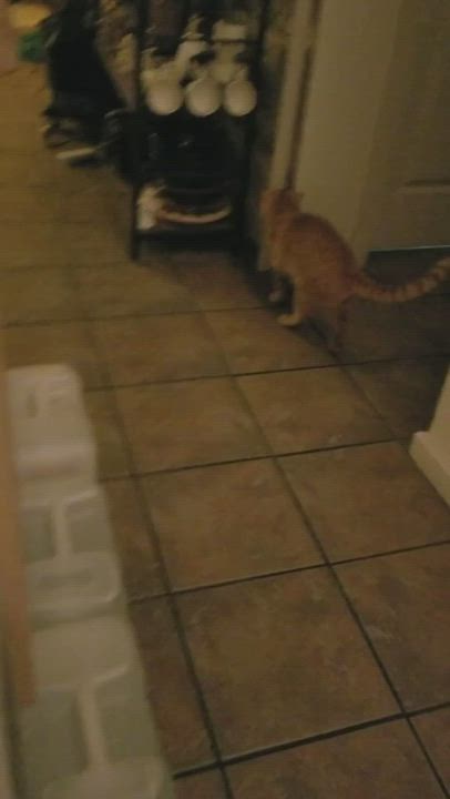 Enlarge Simon, a Adoptable Domestic Short Hair in Eureka, CA video 12/13