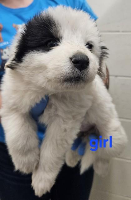 Enlarge Meringue, a Adoptable mixed breed in Edgewood, NM image 1/1
