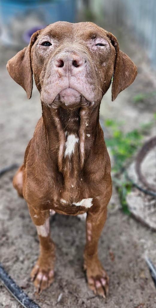 Fire Star thumbnail 2