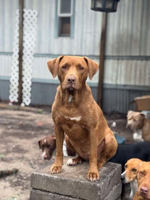 Fire Star thumbnail 3