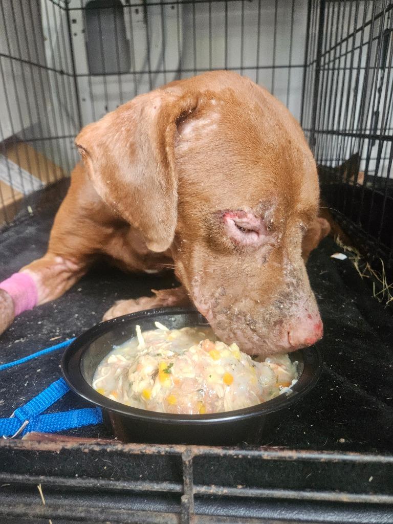 Fire Star thumbnail 4