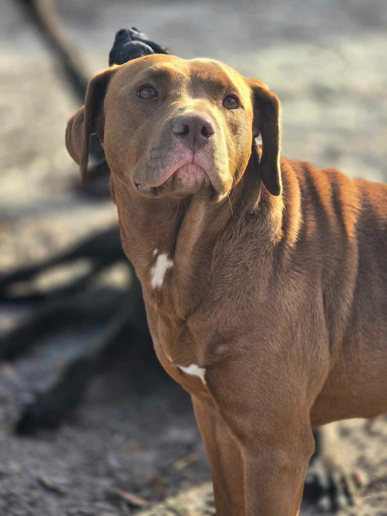 Fire Star thumbnail 5