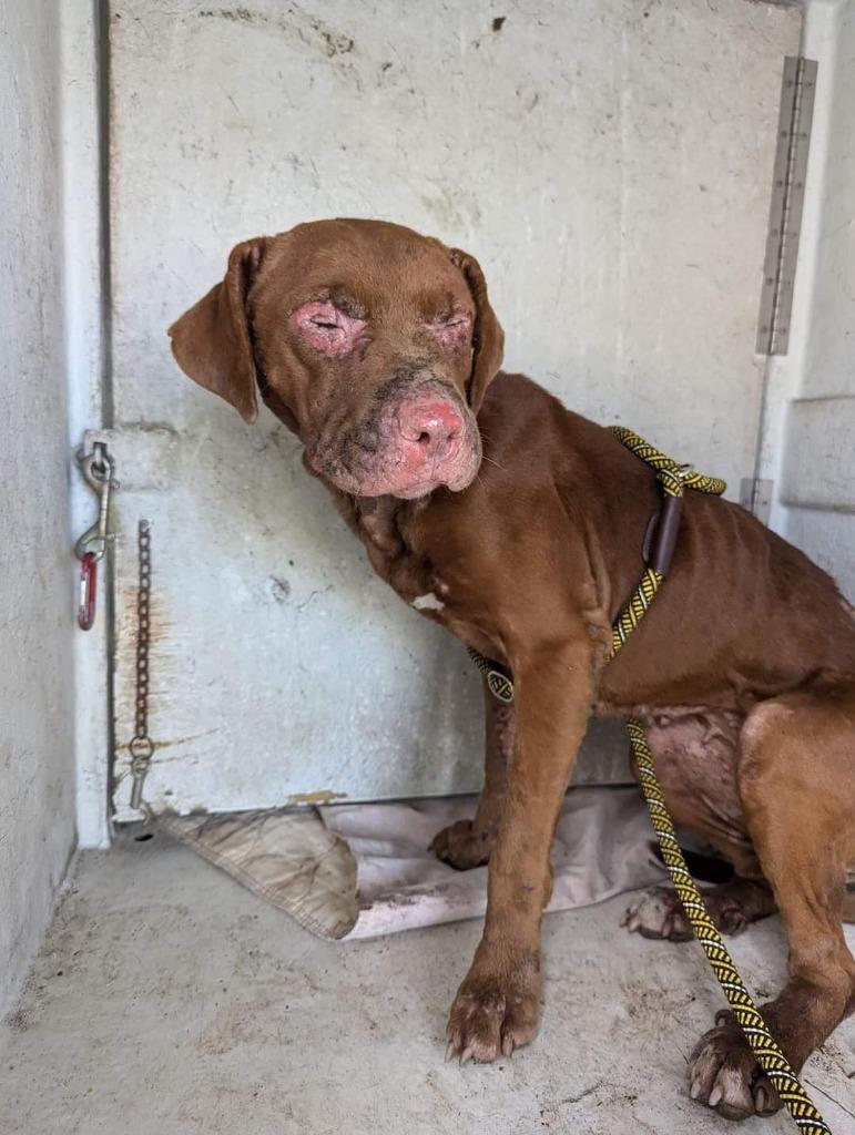 Fire Star thumbnail 6