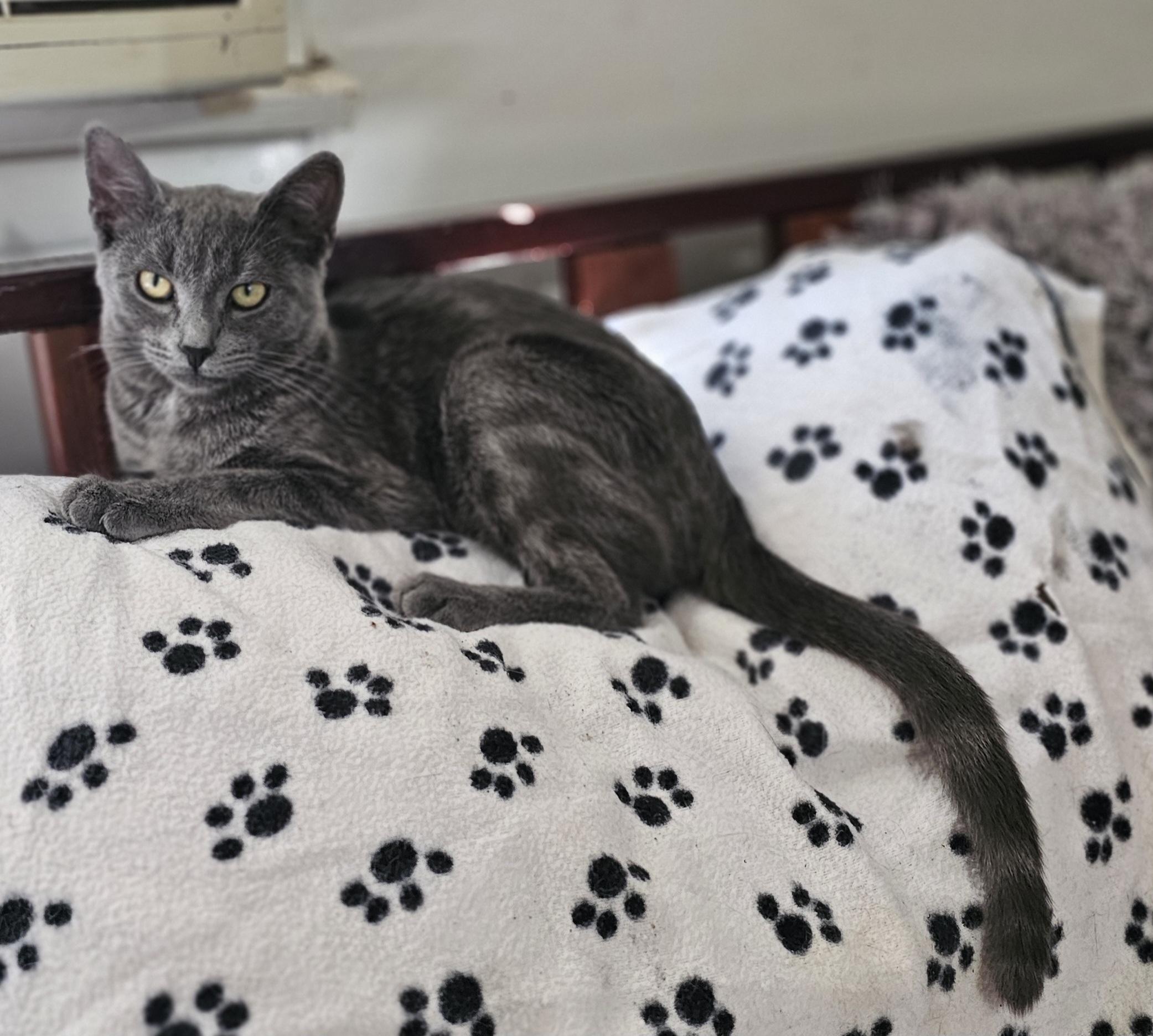 Enlarge Grace, an adopted mixed breed in pasadena, CA image 2/4