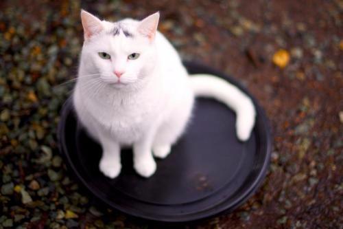 Enlarge Isis, a Adoptable mixed breed in Pittsboro, NC image 1/2