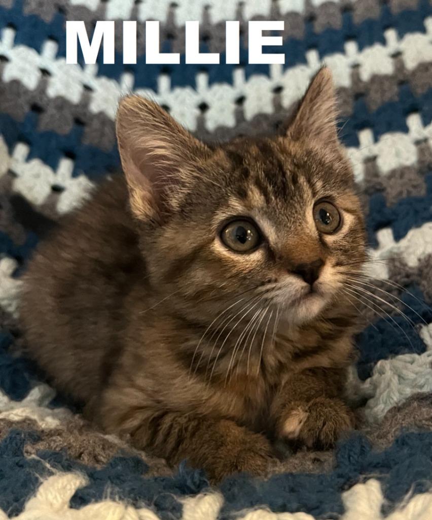 Enlarge Millie, a Adoptable mixed breed in Owatonna, MN image 1/3