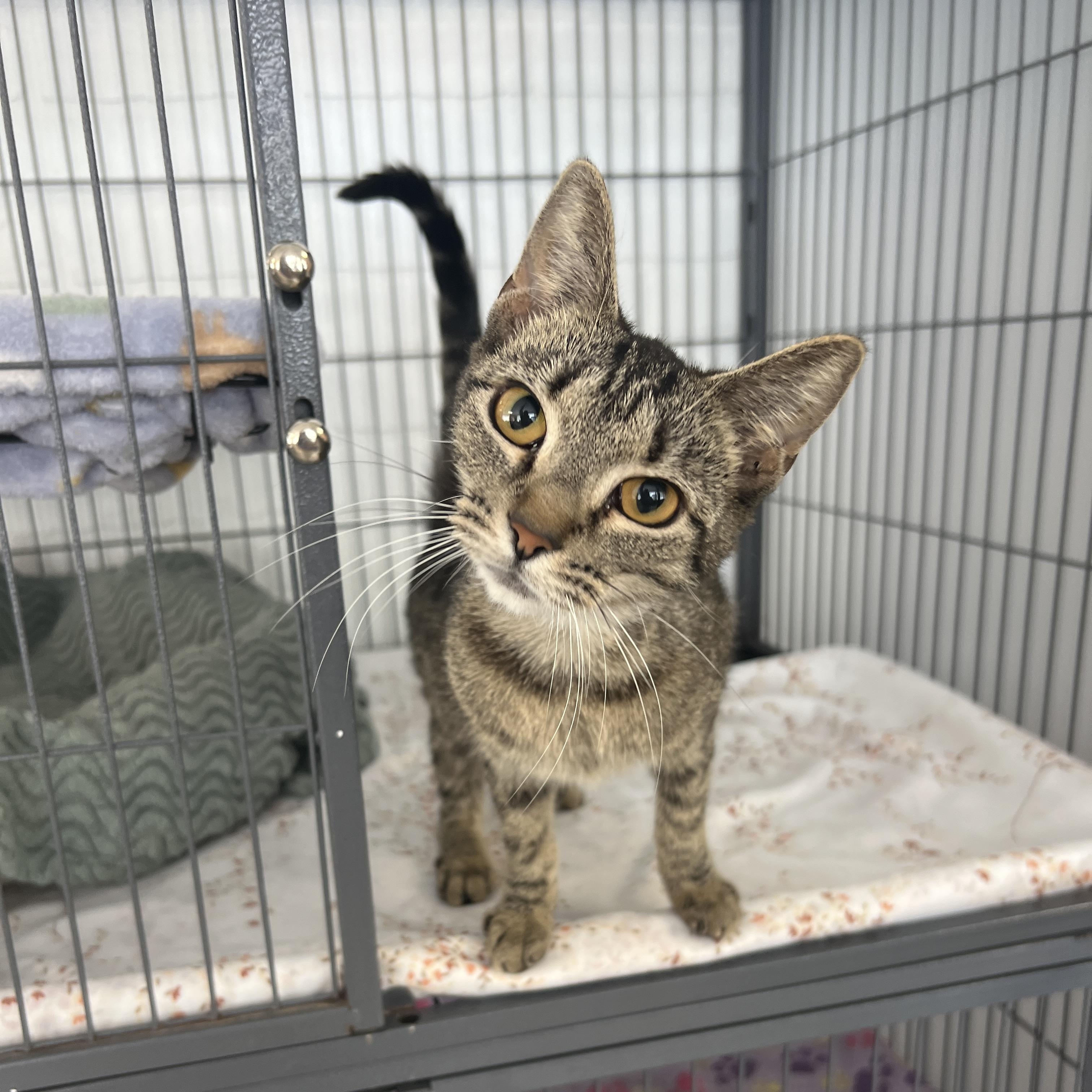 Squash, Adopted, Kitten Female Tabby.