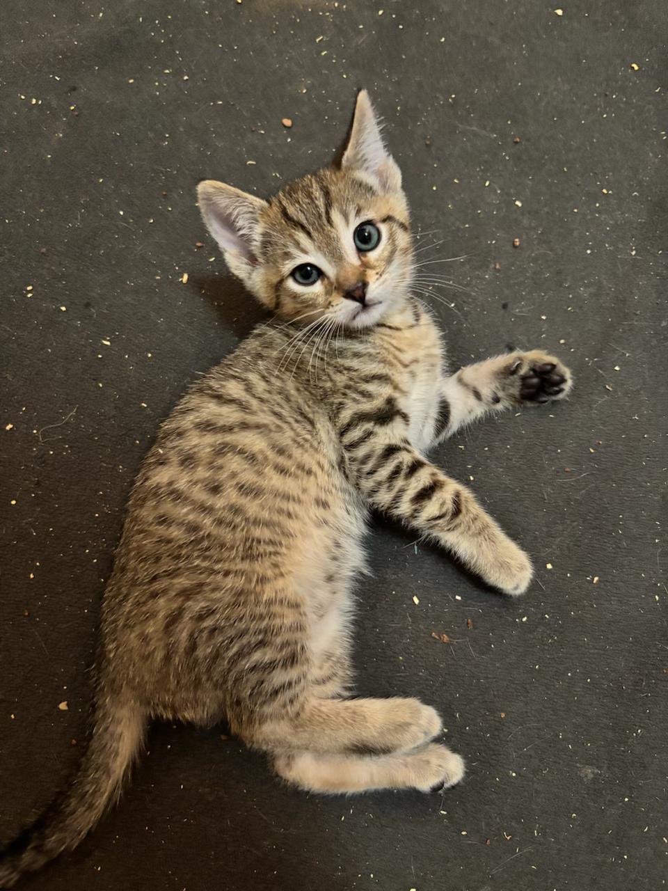 Enlarge Sol, an adopted Tabby in San Juan Capistrano, CA image 2/2