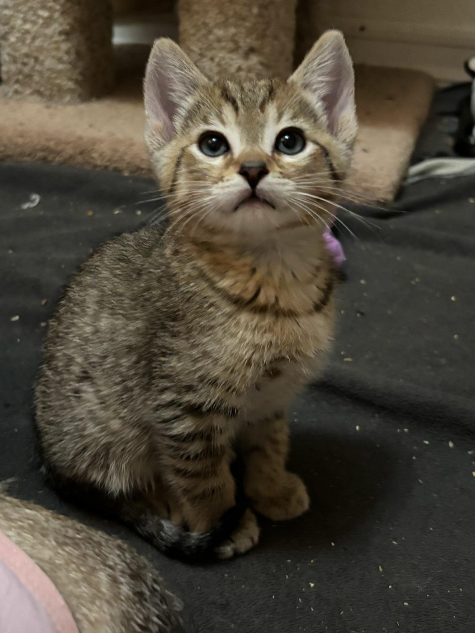 Sol, adopted, Kitten Male Tabby.