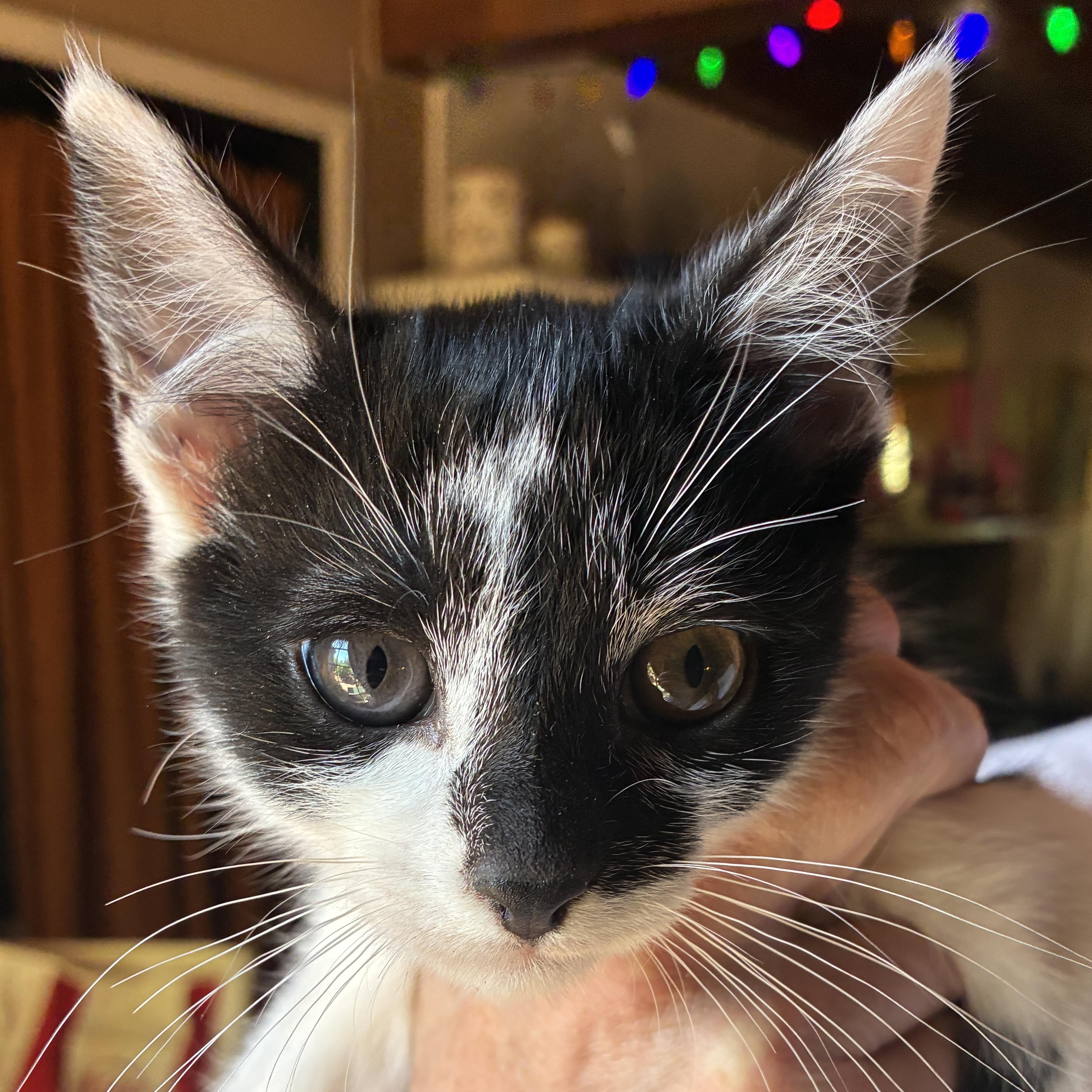 Chaps, Adopted, Young Male Domestic Short Hair.