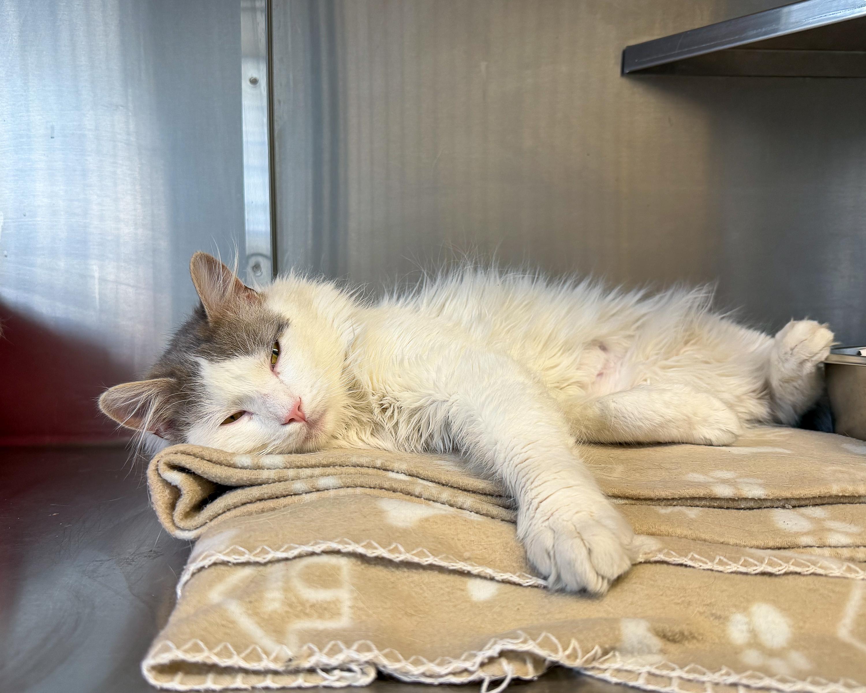 Enlarge Bernard , an adopted Domestic Medium Hair in Scituate, MA image 4/5