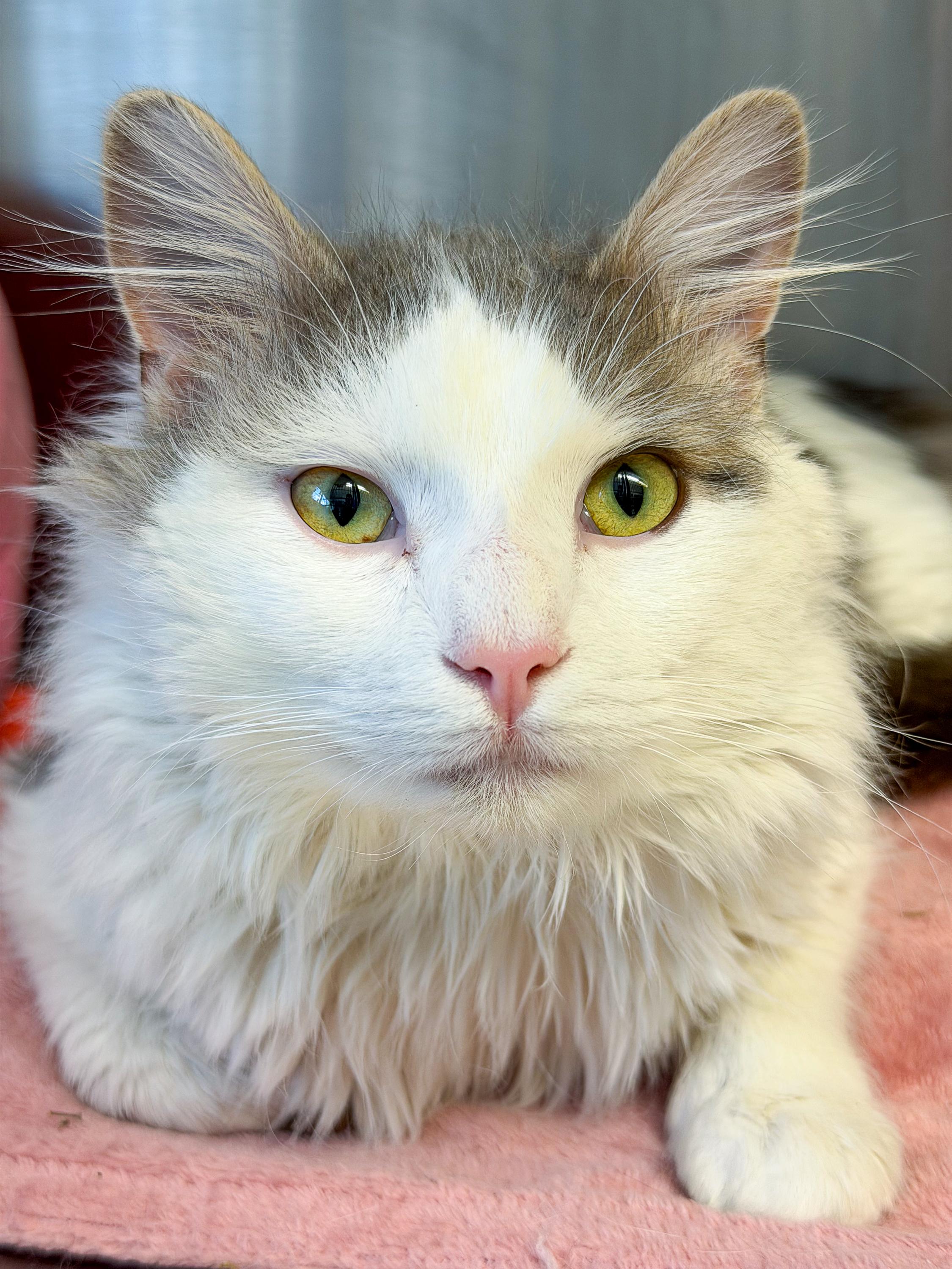 Enlarge Bernard , an adopted Domestic Medium Hair in Scituate, MA image 2/5