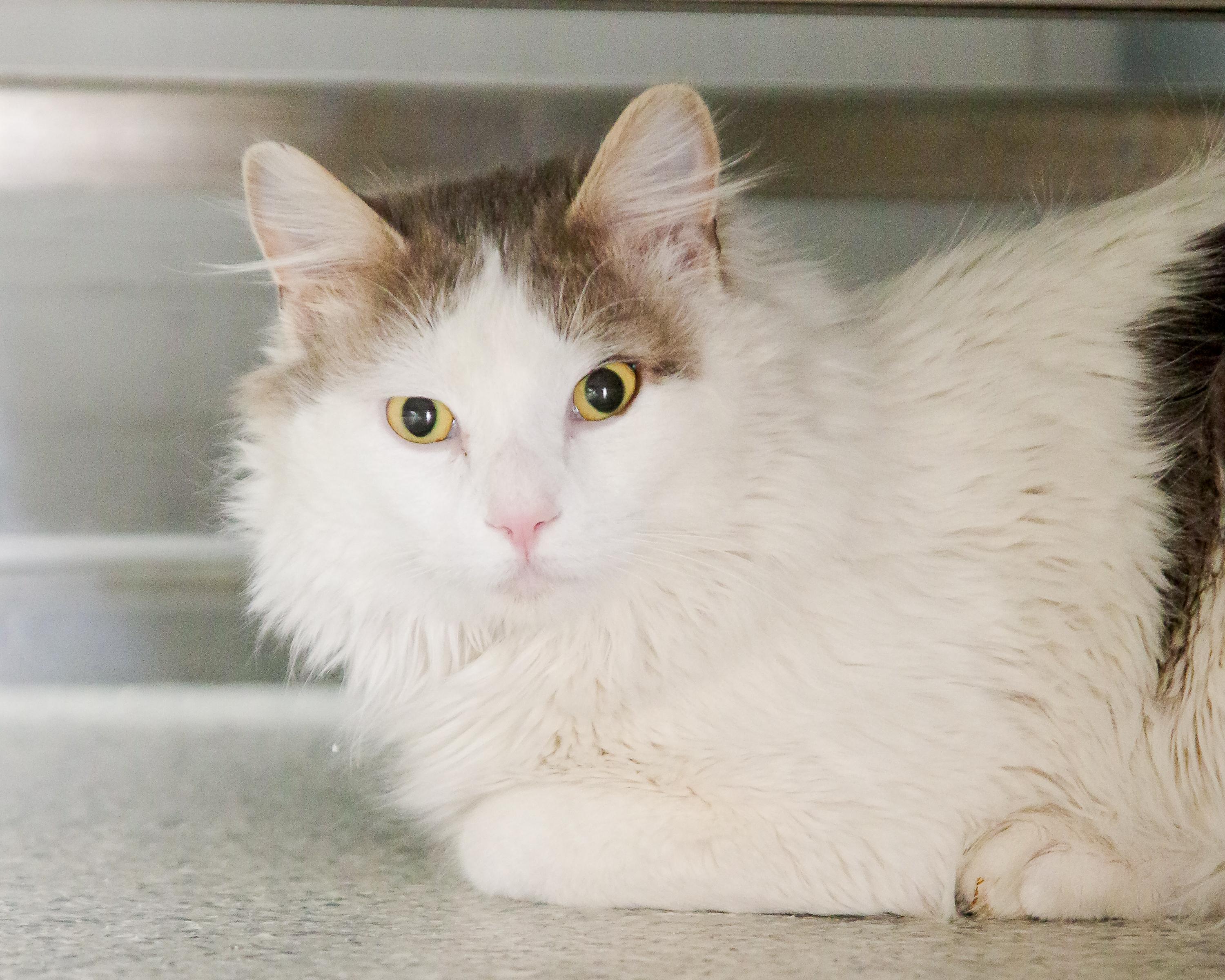 Enlarge Bernard , an adopted Domestic Medium Hair in Scituate, MA image 1/5