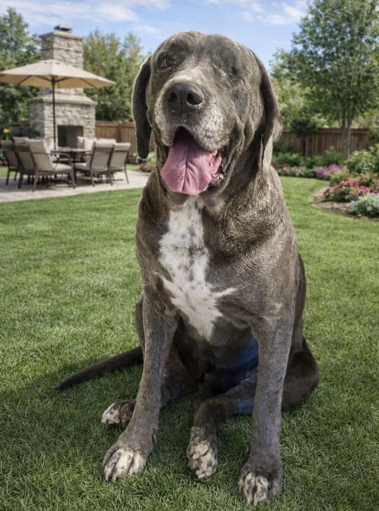 Octavia, Adoptable, Adult Female Mastiff.