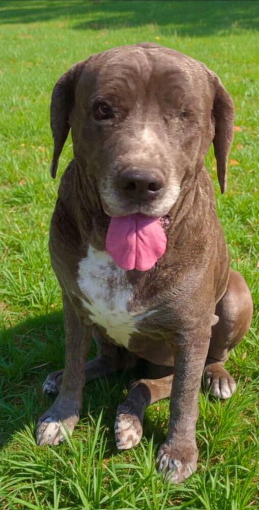 Octavia, a Adoptable Mastiff in Escondido, CA image 2/5