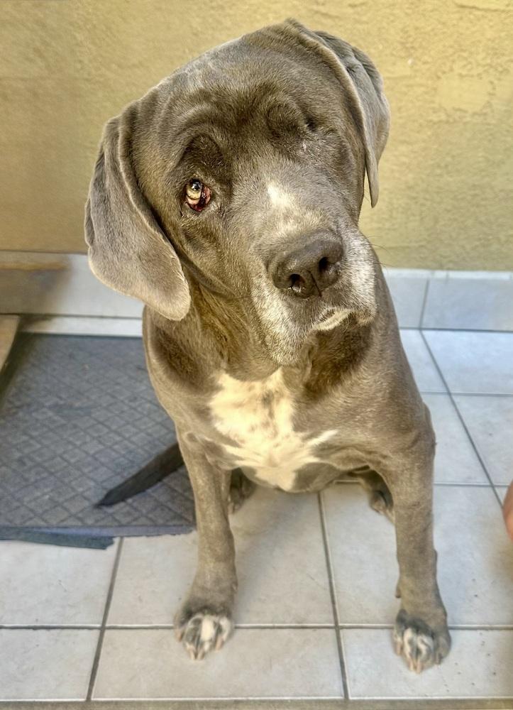 Octavia, a Adoptable Mastiff in Escondido, CA image 3/5