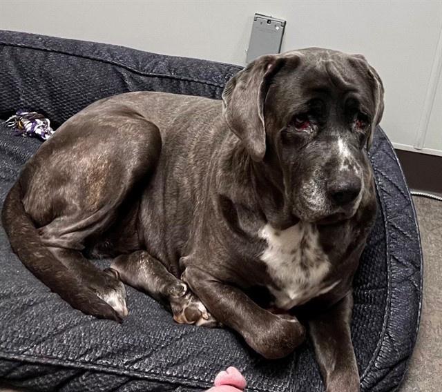 Octavia, a Adoptable Mastiff in Escondido, CA image 4/5