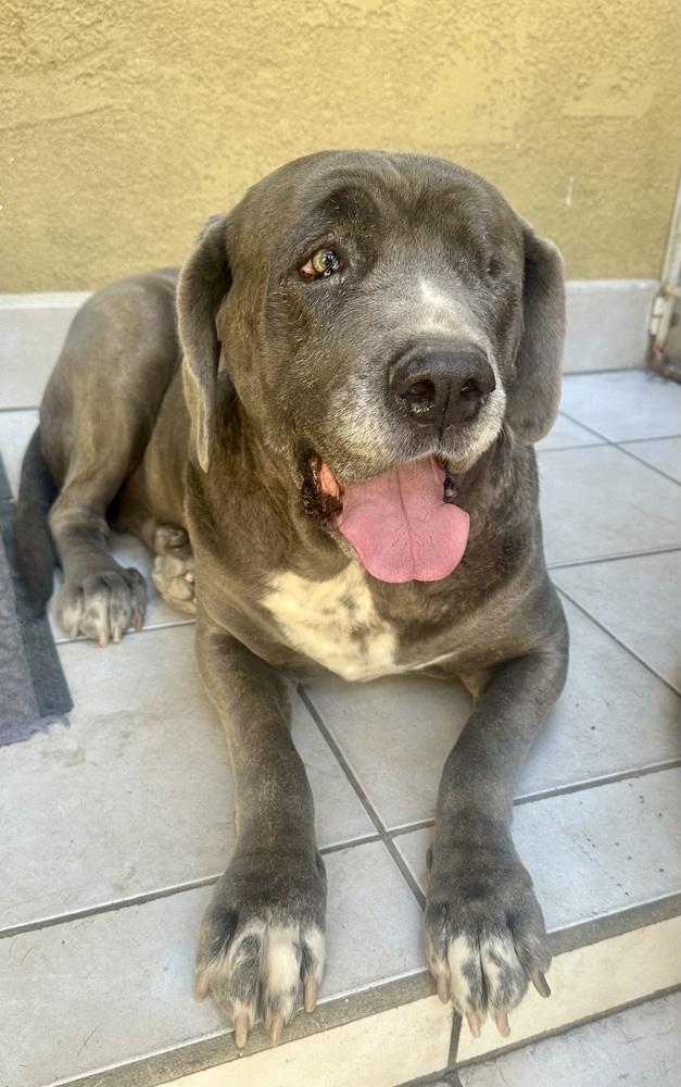 Octavia, a Adoptable Mastiff in Escondido, CA image 5/5
