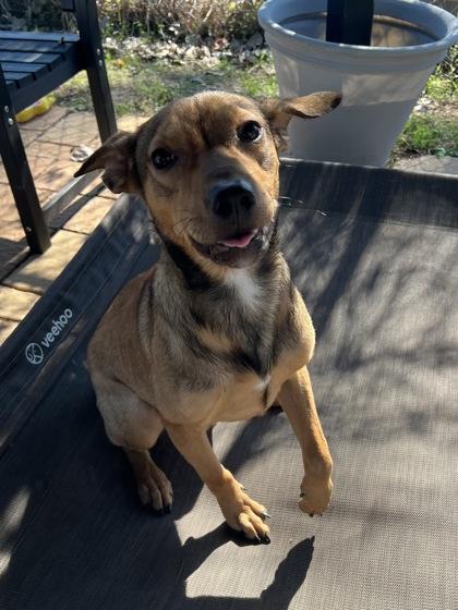 Enlarge Pumpernickle, a Adoptable mixed breed in Houston, TX image 1/2