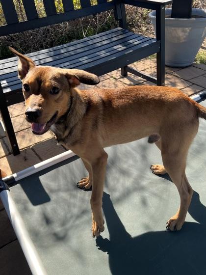 Enlarge Pumpernickle, a Adoptable mixed breed in Houston, TX image 2/2