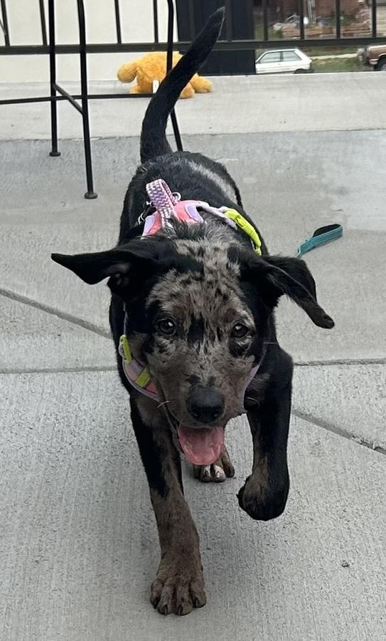 Angel, ADOPTABLE, Young Female Australian Shepherd.