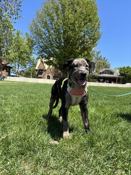 Angel, a ADOPTABLE mixed breed in Denver, CO image 2/6