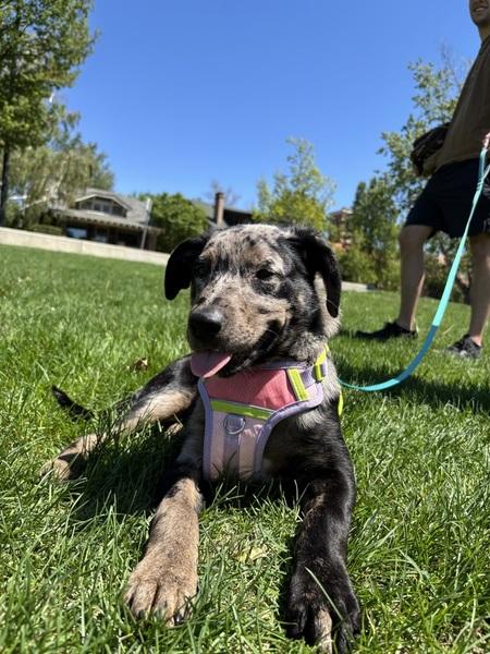 Angel, a ADOPTABLE mixed breed in Denver, CO image 6/6