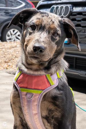 Angel, a ADOPTABLE mixed breed in Denver, CO image 5/6