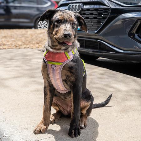 Angel, a ADOPTABLE mixed breed in Denver, CO image 4/6