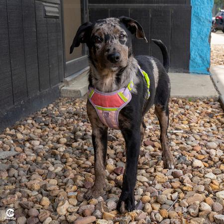 Angel, a ADOPTABLE mixed breed in Denver, CO image 3/6