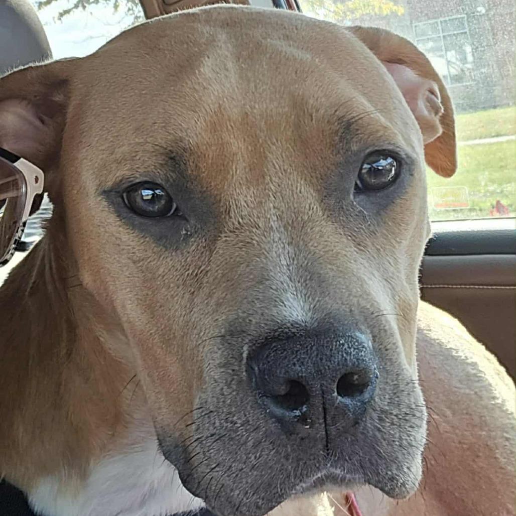 Ellen Griswold, Adoptable, Adult Female American Staffordshire Terrier & Mixed Breed.