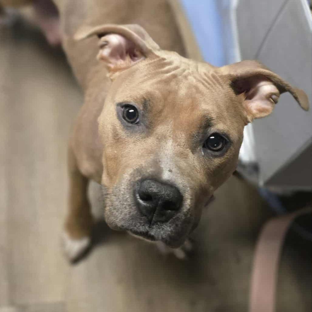 Enlarge Ellen Griswold, a Adoptable mixed breed in Olathe, KS image 3/6