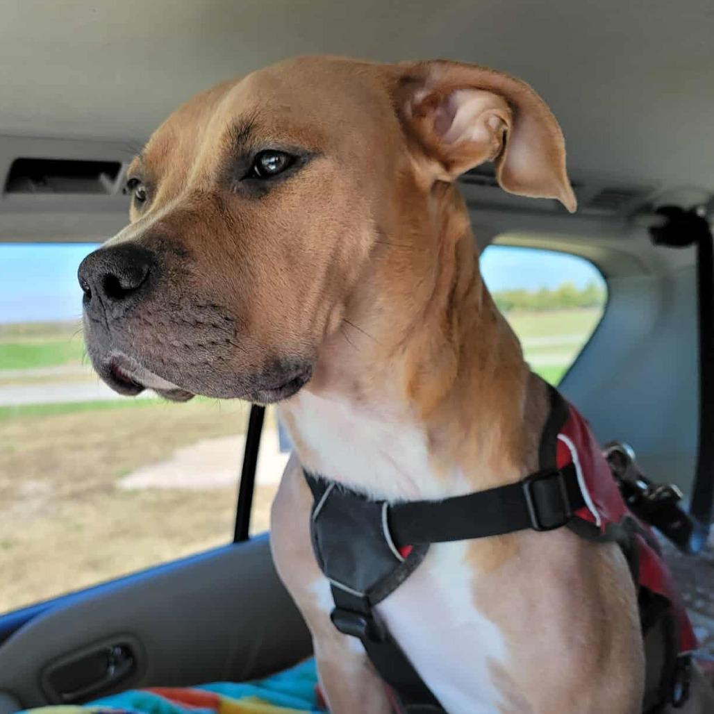 Enlarge Ellen Griswold, a Adoptable mixed breed in Olathe, KS image 4/6