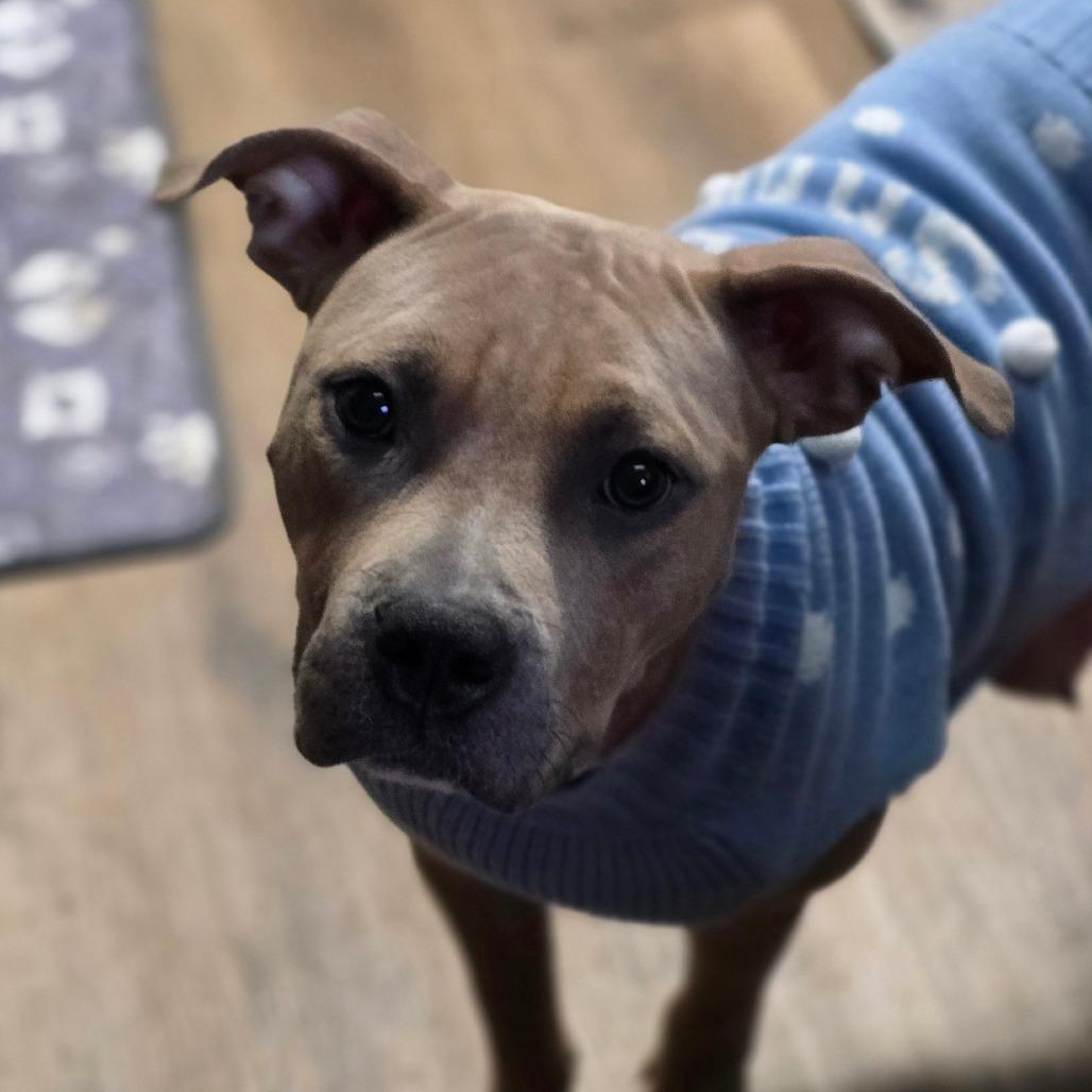 Enlarge Ellen Griswold, a Adoptable mixed breed in Olathe, KS image 5/6