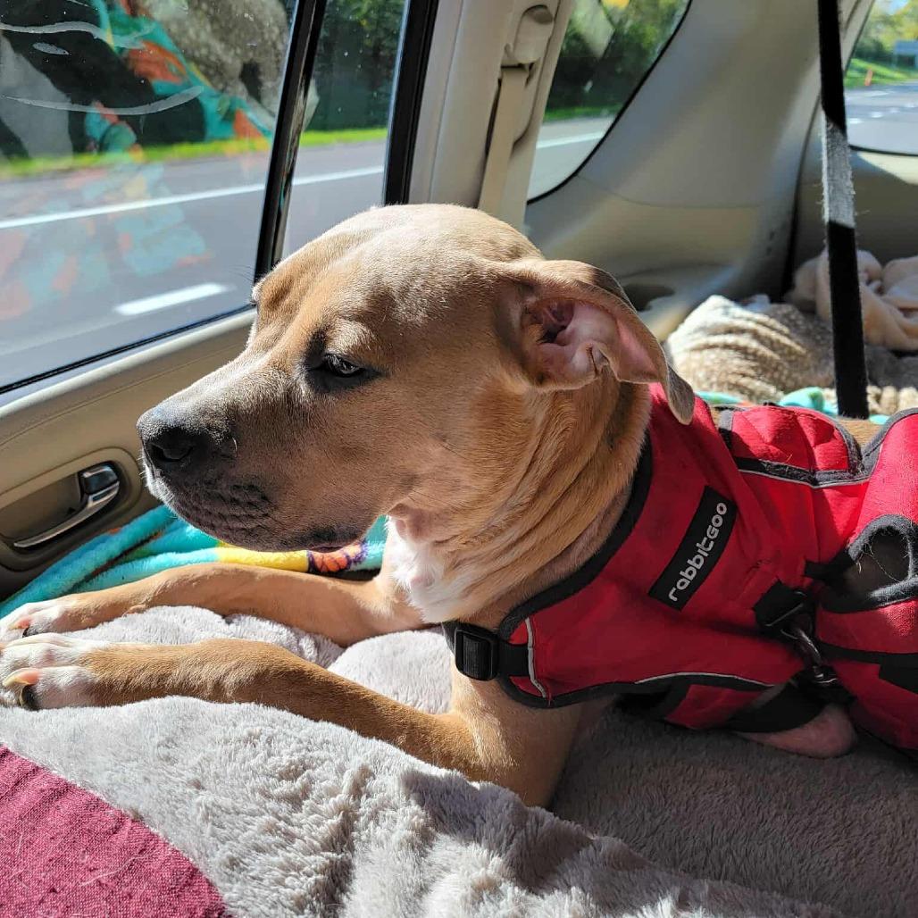 Enlarge Ellen Griswold, a Adoptable mixed breed in Olathe, KS image 6/6