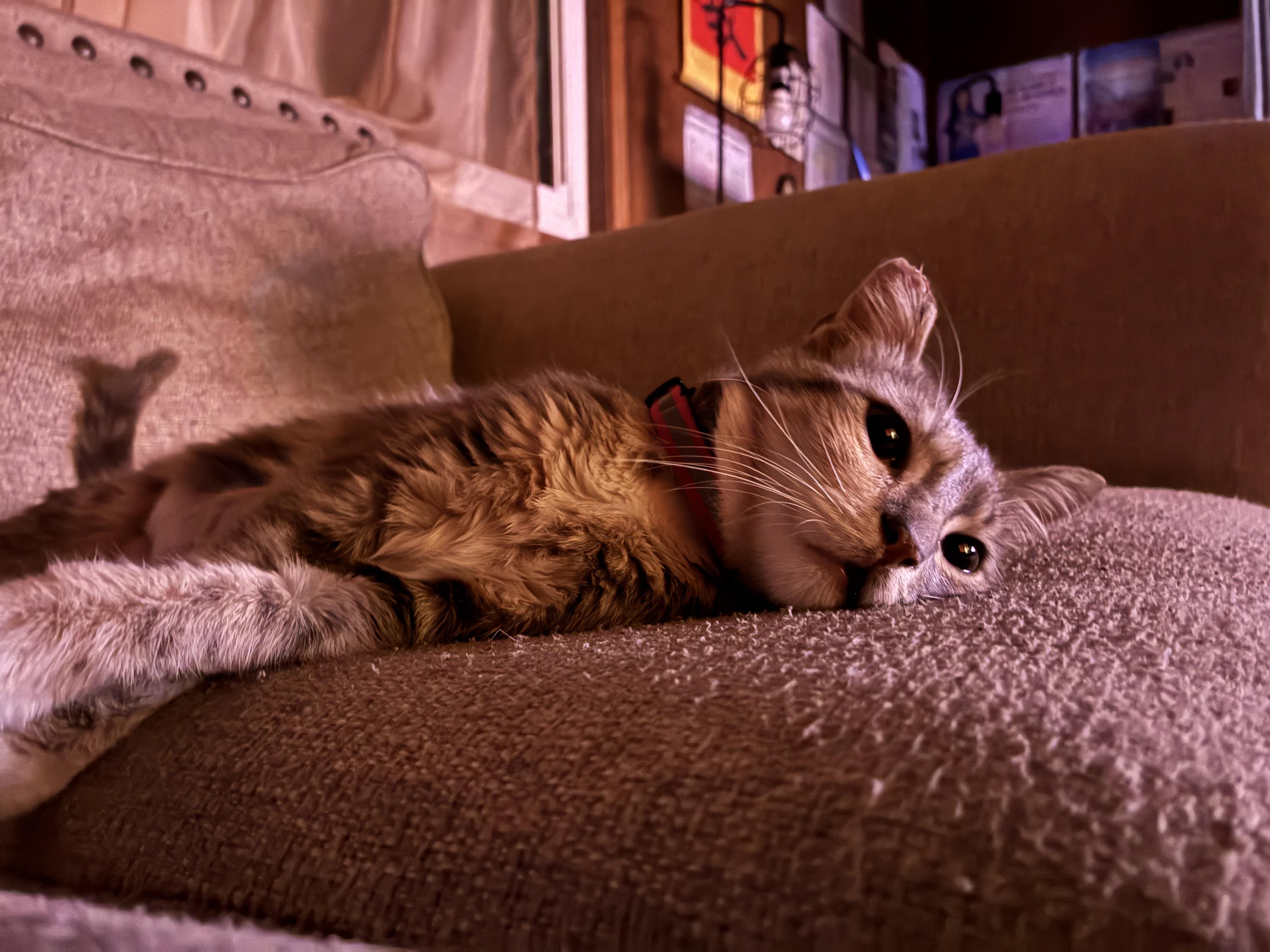 Concha, an adopted Domestic Medium Hair in San Diego, CA image 4/5