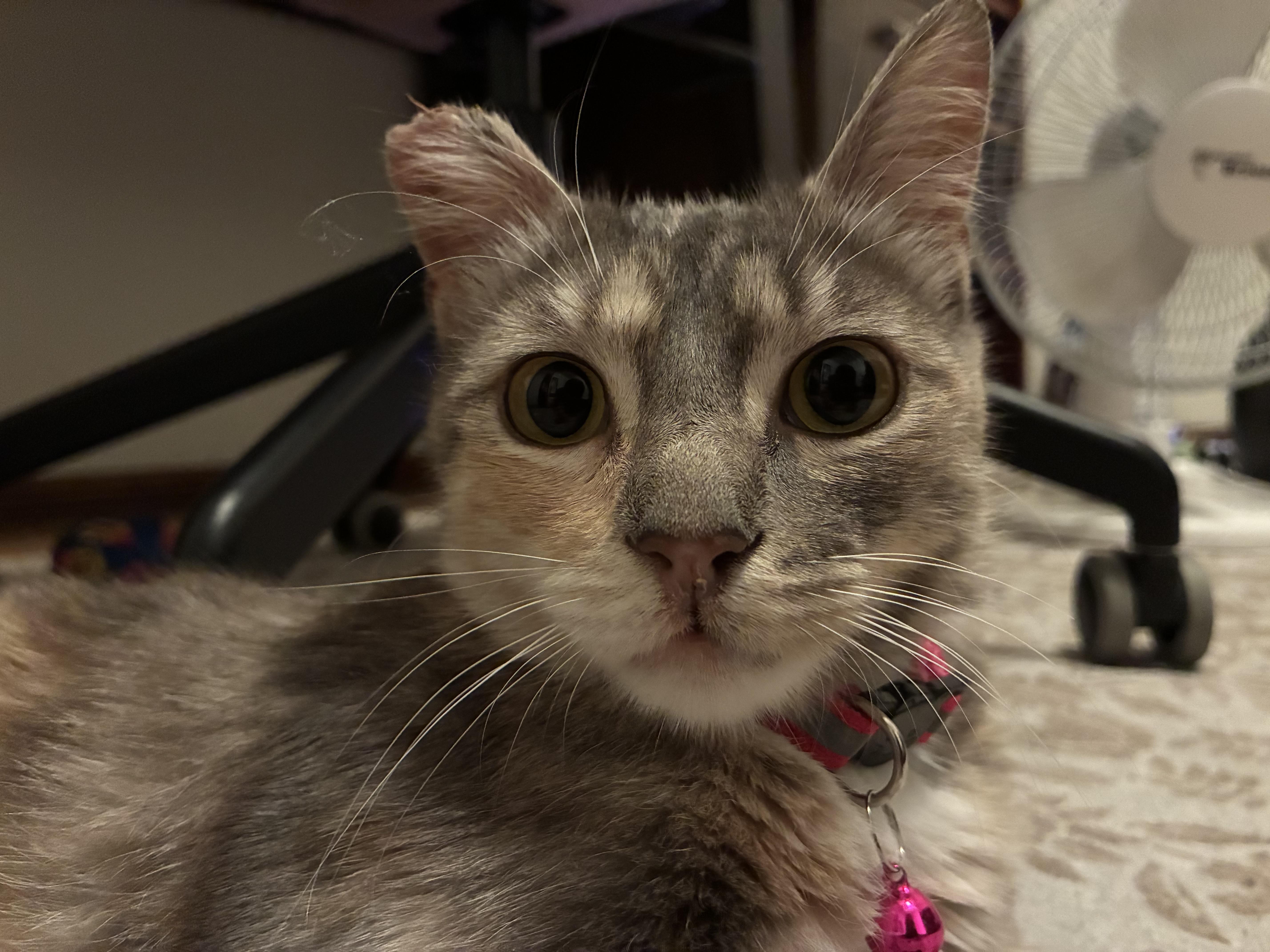 Concha, an adopted Domestic Medium Hair in San Diego, CA image 3/5