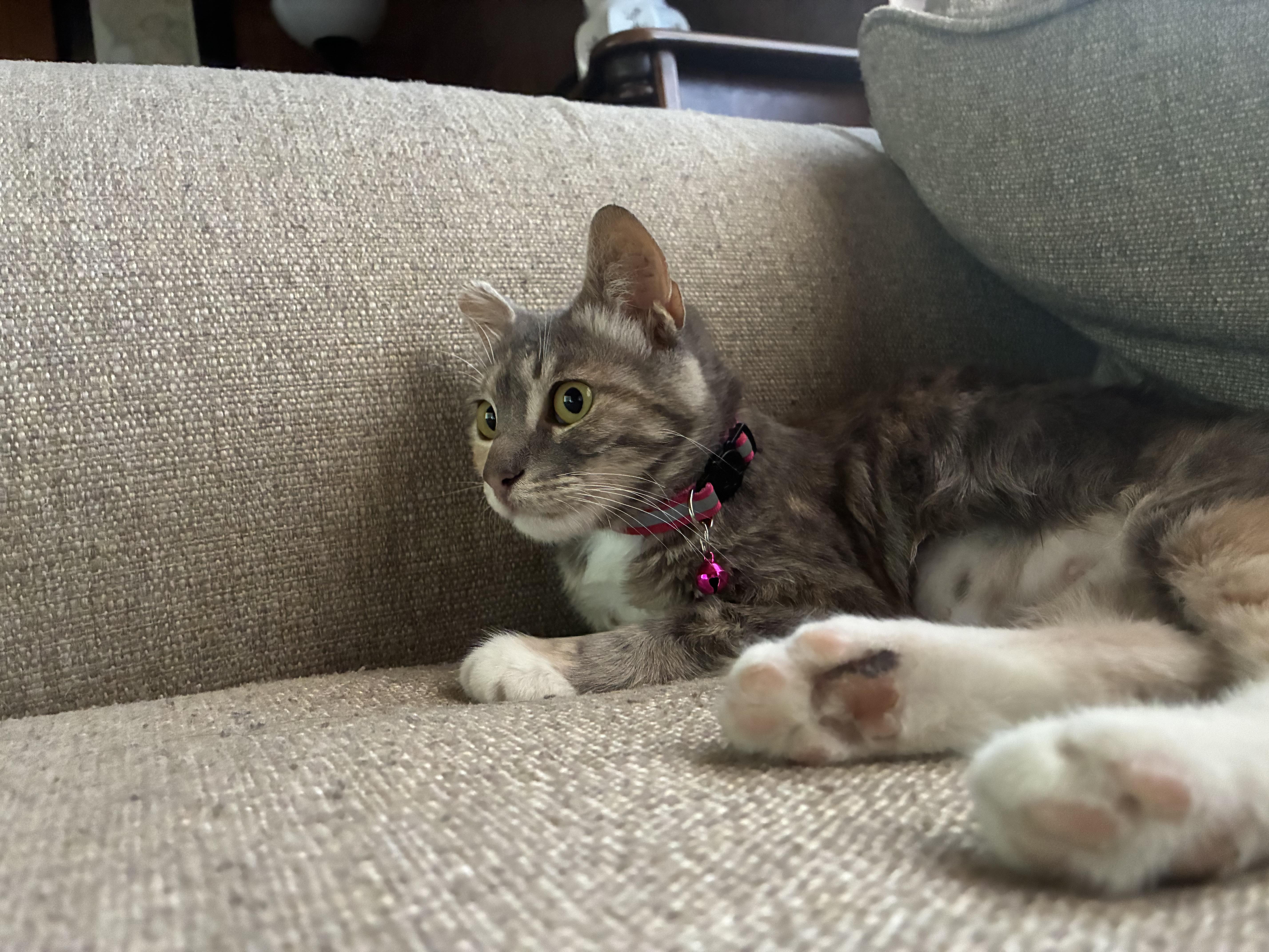 Concha, an adopted Domestic Medium Hair in San Diego, CA image 5/5