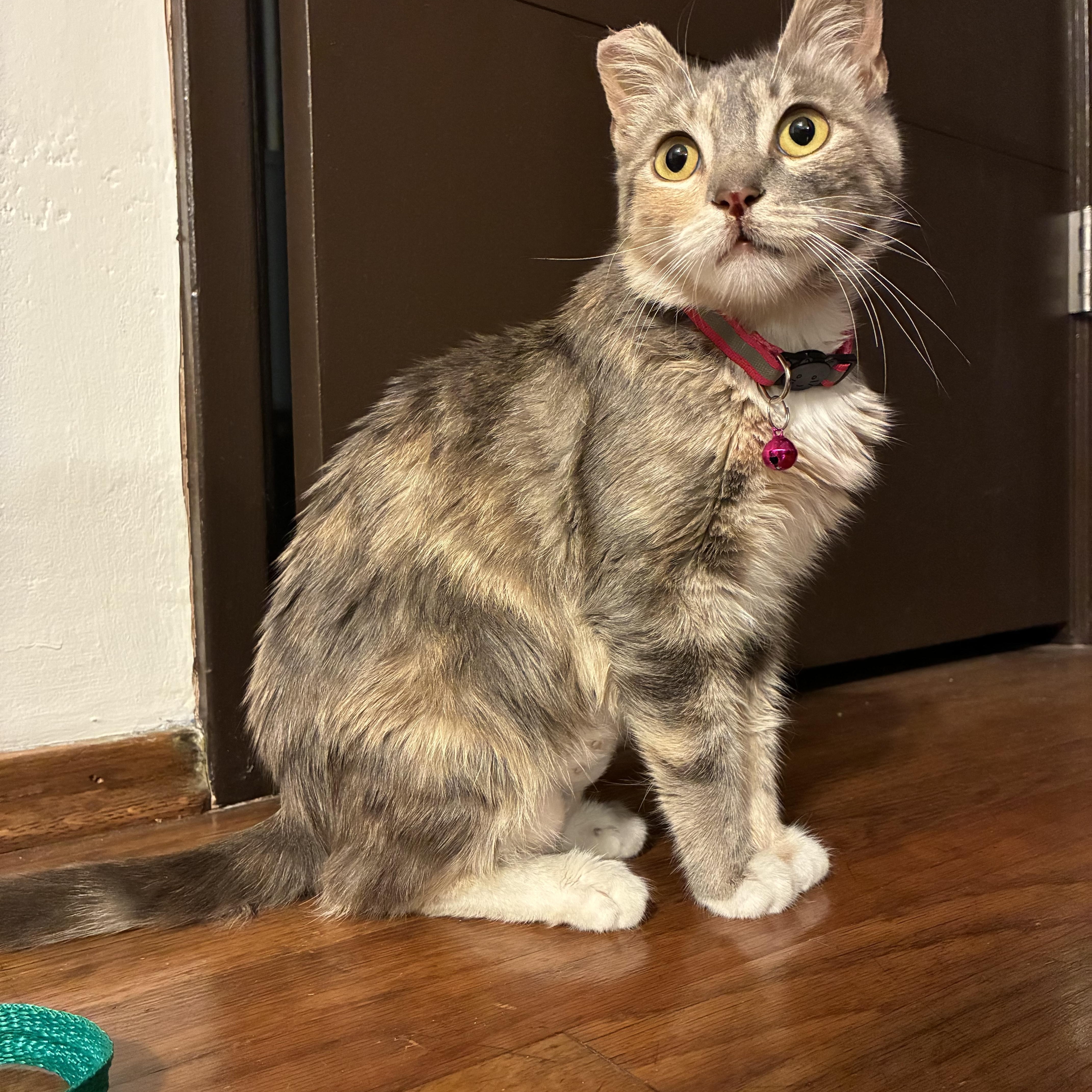 Concha, an adopted Domestic Medium Hair in San Diego, CA image 1/5