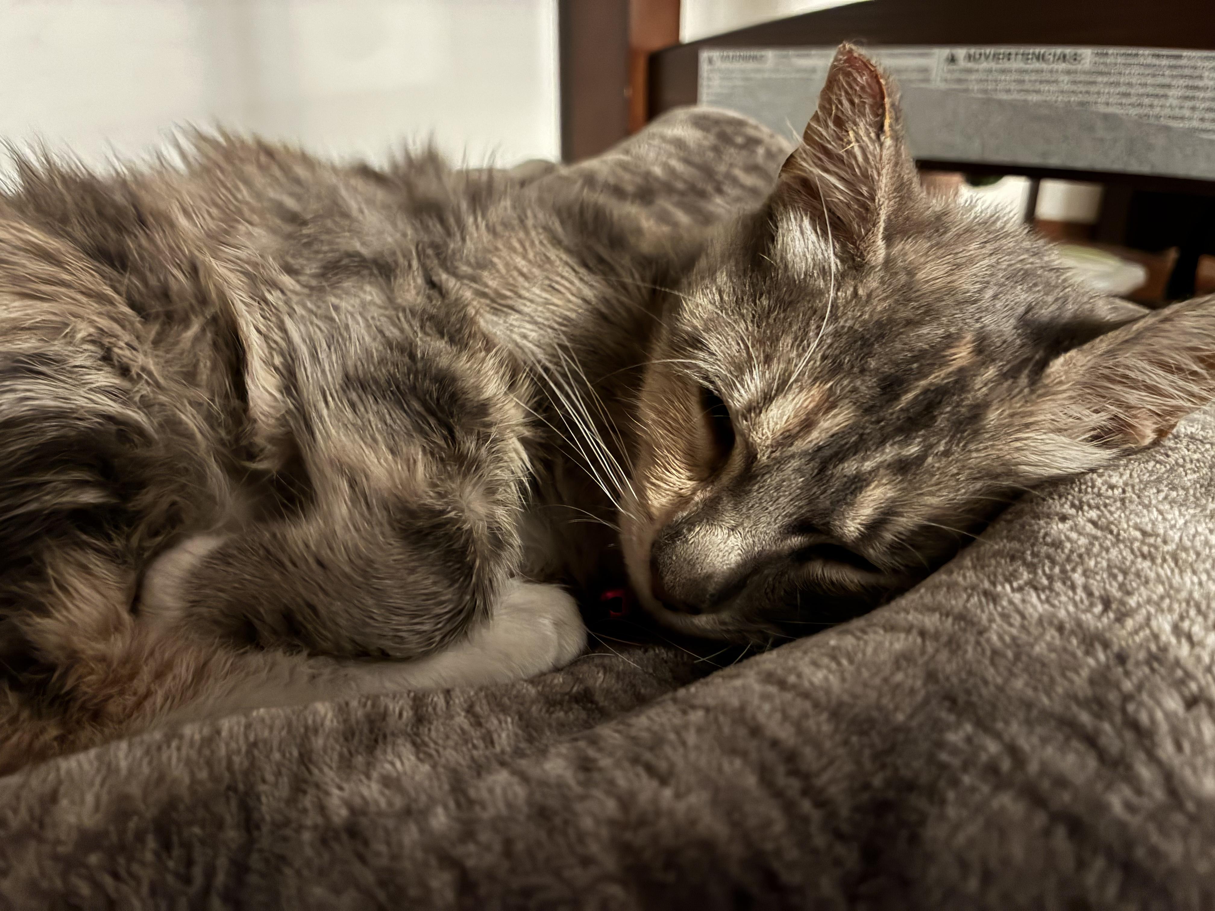 Concha, an adopted Domestic Medium Hair in San Diego, CA image 2/5