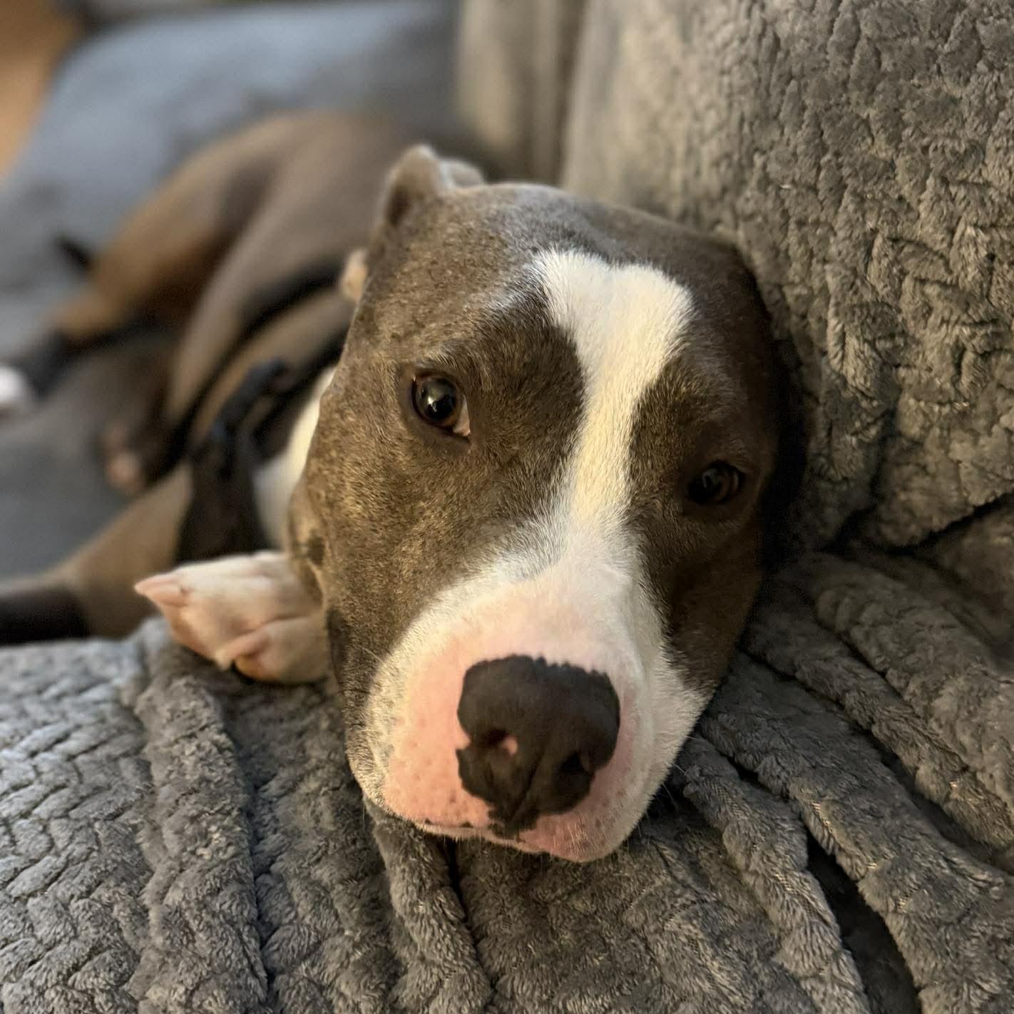 Enlarge Cooper - The Gentle Soul, a ADOPTABLE mixed breed in Houston, TX image 5/5